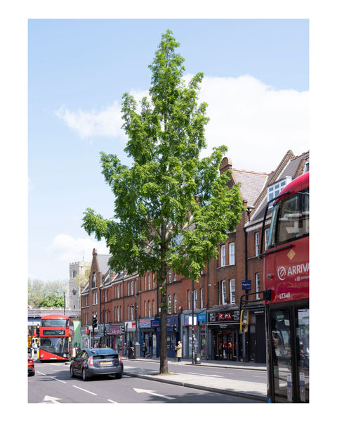 PRE-ORDER London Arboretum