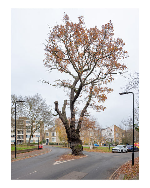 PRE-ORDER London Arboretum