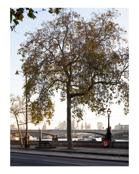 PRE-ORDER London Arboretum